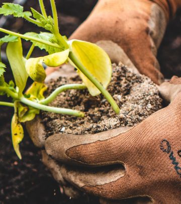 Grow indigenous trees