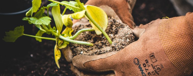 Grow indigenous trees