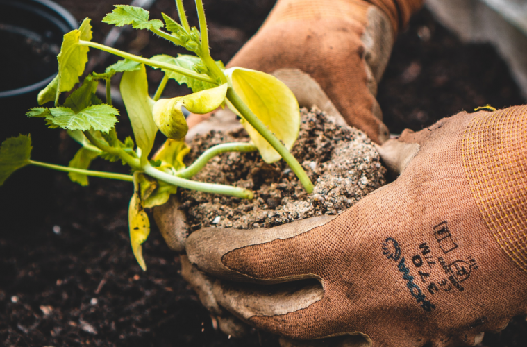 Grow indigenous trees