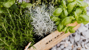 Growing herbs - garden and home