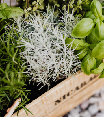 Growing herbs - garden and home