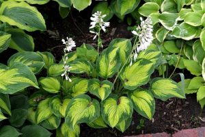 Perennials - Hosta spp