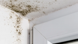How to get rid of mould