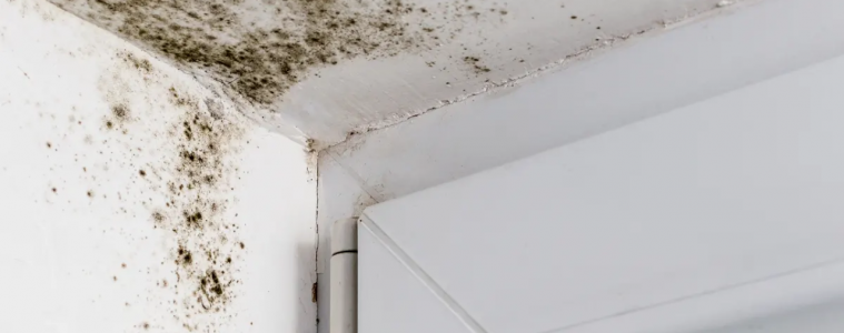 How to get rid of mould