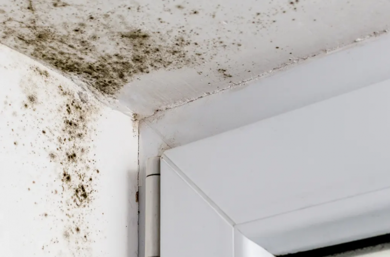 How to get rid of mould