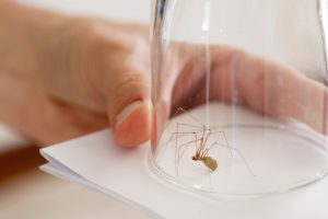 How to get rid of spiders in your home