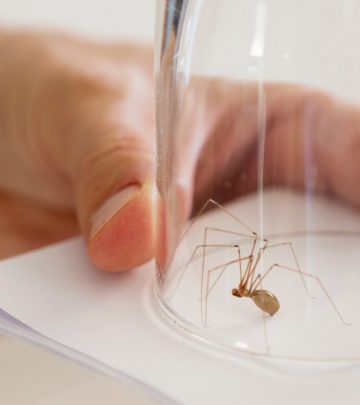 How to get rid of spiders in your home