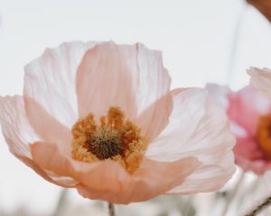 Iceland poppies 3