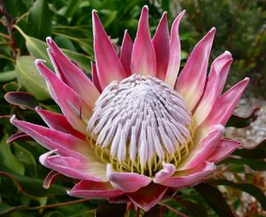 King protea