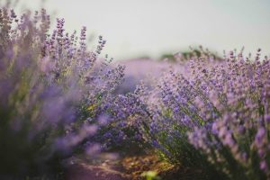 Perennials - Lavender