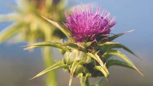 Milk Thistle herb - unsplash