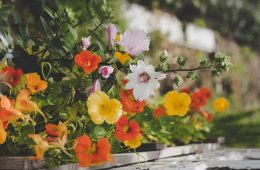 Nasturtium feature image