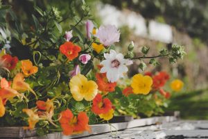 Nasturtium feature image