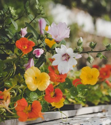 Nasturtium feature image