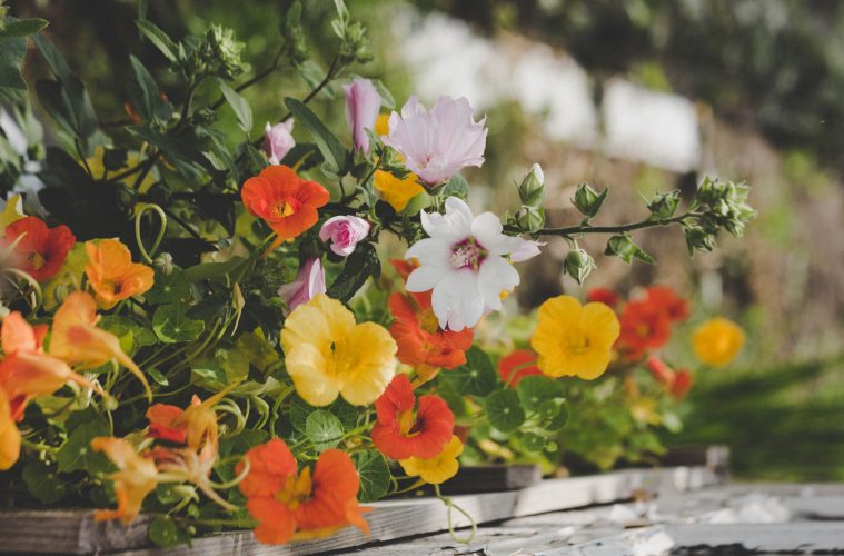 Nasturtium feature image