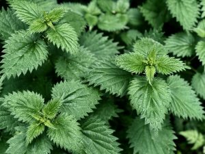 Nettle herb - Unsplash