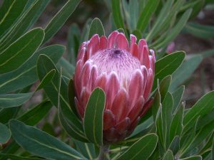 Pink Ice Protea