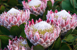 Plant of the month - Explore the diverse beauty of protea plants