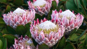 Plant of the month - Explore the diverse beauty of protea plants