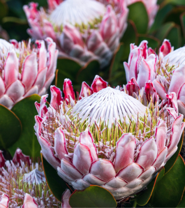 Plant of the month - Explore the diverse beauty of protea plants