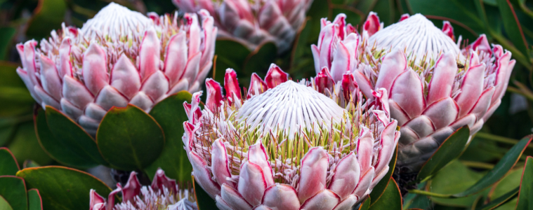 Plant of the month - Explore the diverse beauty of protea plants