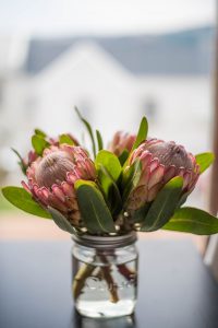 Planting proteas