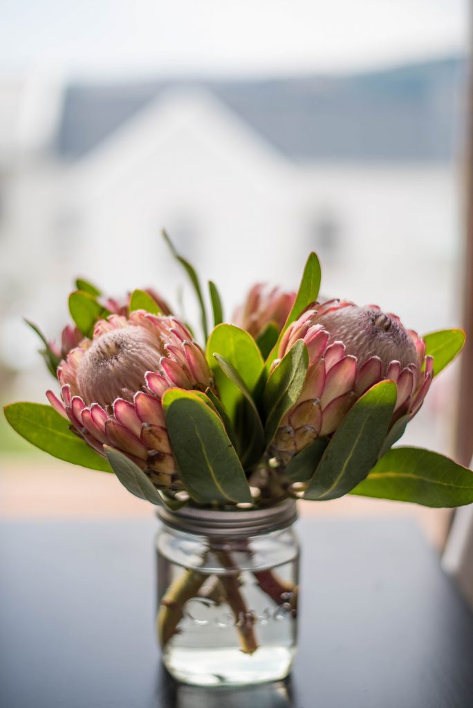 Planting proteas - How to Choose the Right Plants for Your Garden
