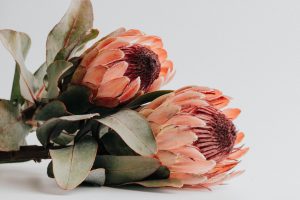 Proteas 4 (1)