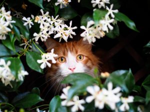 Protect your plants from pets 1