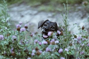 Protect your plants from pets