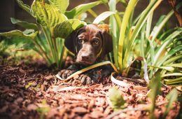 Protect your plants from pets feature image (1)