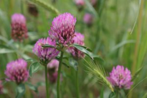 Red clover - unsplash