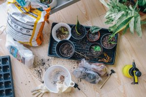 Repotting plants 2