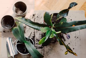 Repotting plants feature