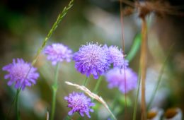 Scabiosa