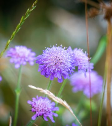 Scabiosa