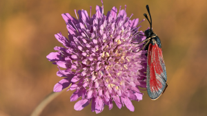 Scabiosa