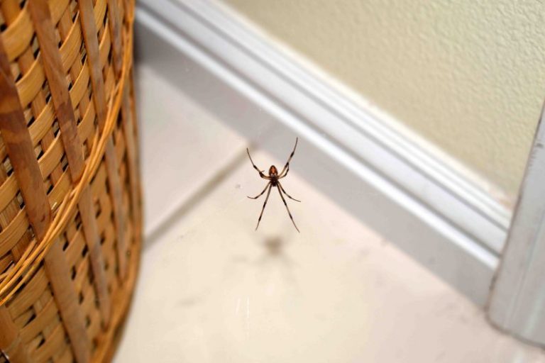 How to get rid of spiders in your home SA Garden and Home