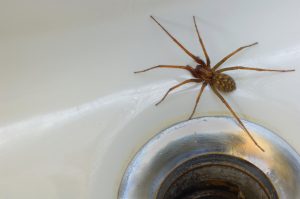 Spider in the bath