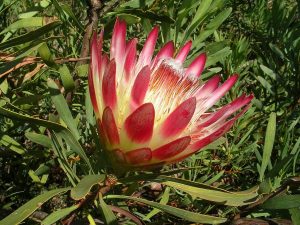 Sugarbush protea