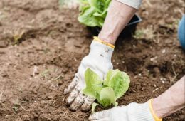 Surprising benefits of gardening (1)