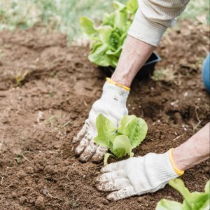 Surprising benefits of gardening (1)