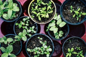 compost gardenig