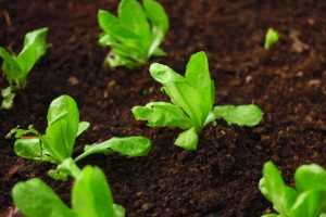 Sustainable gardening