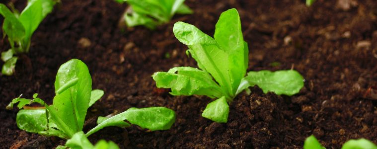 Sustainable gardening