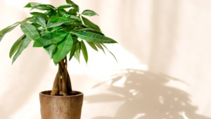 money tree