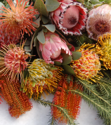 Tips for planting proteas