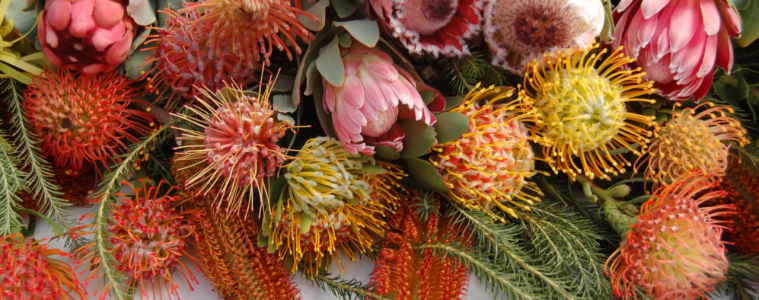 Tips for planting proteas