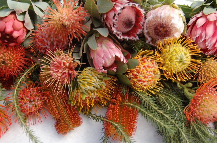 Tips for planting proteas