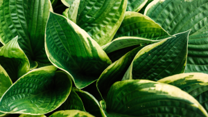 Variegated indoor garden plants